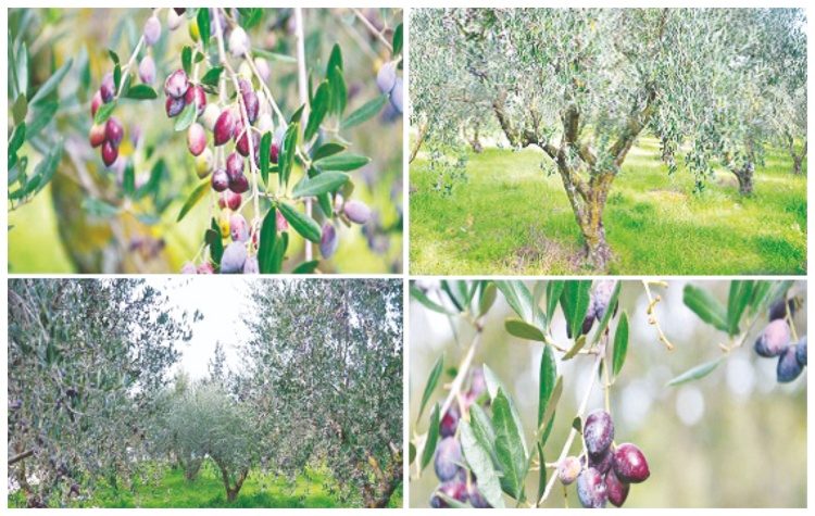 Ευτράπελα: Εξαιρετικό παρθένο ελαιόλαδο από τον Ελαιώνα του ΙΓΕ!