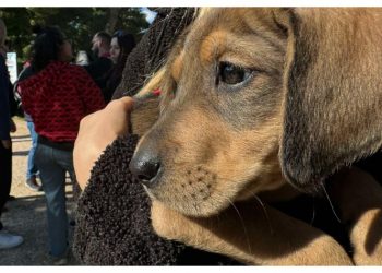 Να γίνουμε Ολλανδία!