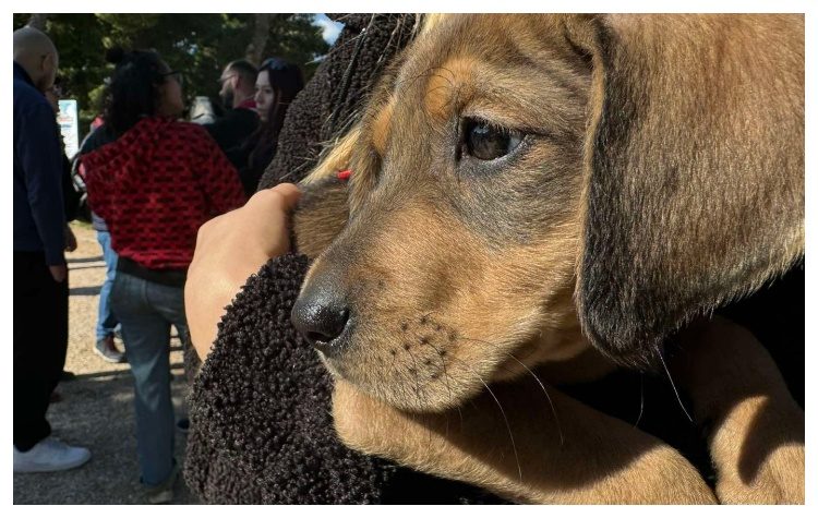 Να γίνουμε Ολλανδία!