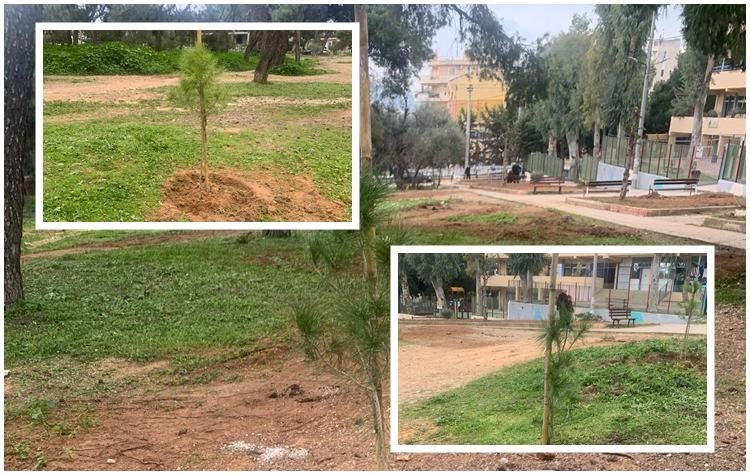 Nέες φυτεύσεις πεύκων και εγκατάσταση ποτίσματος στο δάσος Μορέλλα