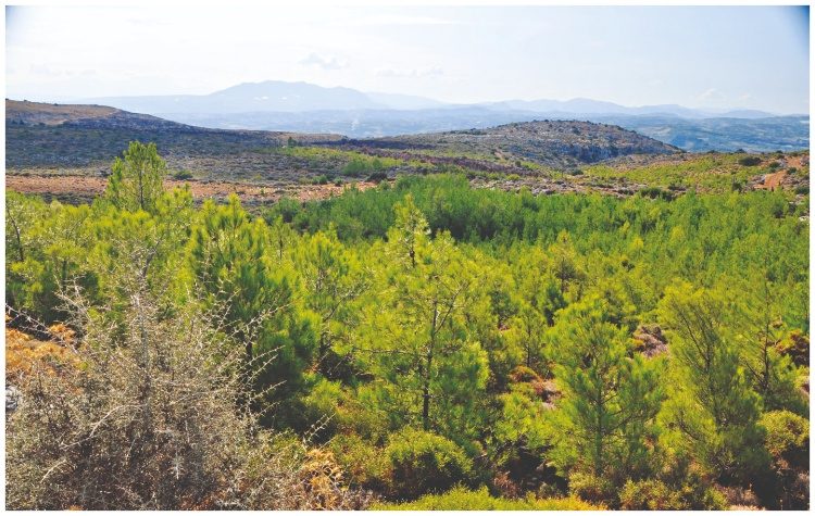 Η Τεχνητή Νοημοσύνη και τα εγκλήματα της Ελληνικής Διοίκησης