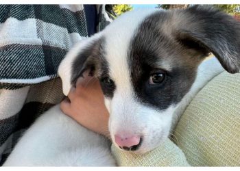 Μεγάλη συμμετοχή στην γιορτή υιοθεσίας αδέσποτων στο πάρκο «Μ. Θεοδωράκης»