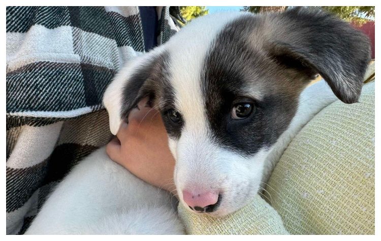 Μεγάλη συμμετοχή στην γιορτή υιοθεσίας αδέσποτων στο πάρκο «Μ. Θεοδωράκης»