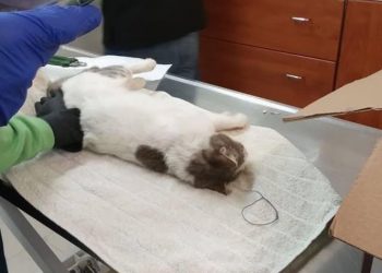 Νέα Χαλκηδόνα: Φρικτό βασανιστήριο σε αδέσποτη γάτα!