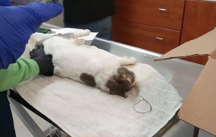 Νέα Χαλκηδόνα: Φρικτό βασανιστήριο σε αδέσποτη γάτα!