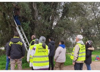 «Φίλοι του Δάσους Συγγρού»: «Νέα σπίτια για τα πουλιά»