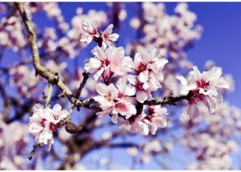 Tα χρέη της αμυγδαλιάς…