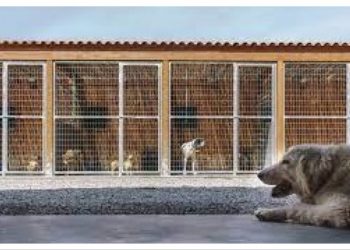 ΥΠΕΣ: Εγγραφή όλων των καταφυγίων αδέσποτων στο Υπομητρώο Καταφυγίων Ζώων Συντροφιάς του ΕΜΖΣ