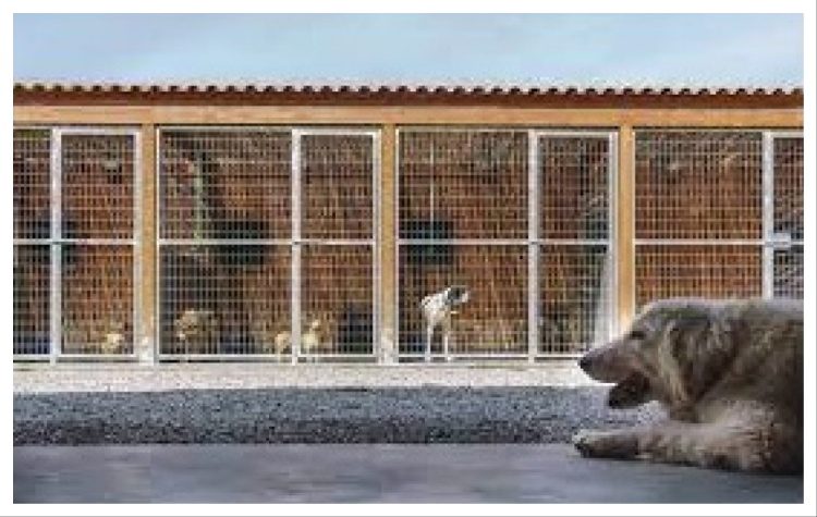 ΥΠΕΣ: Εγγραφή όλων των καταφυγίων αδέσποτων στο Υπομητρώο Καταφυγίων Ζώων Συντροφιάς του ΕΜΖΣ