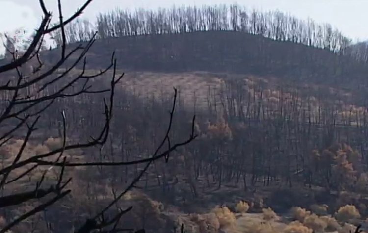 Ομάδα Πολιτισμού Δροσιάς: «Ταξίδι» στην Αρτέμιδα Ηλείας μέσω ντοκιμαντέρ