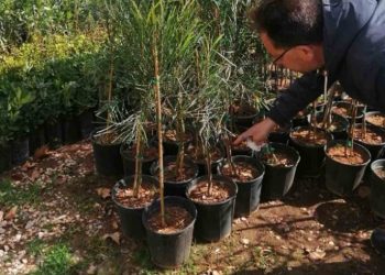 Περισσότερο πράσινο στην πλατεία Φολεγάνδρου του Δήμου Ηρακλείου