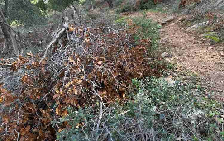 «Καμπανάκι» δύο συλλόγων για την πυροπροστασία του Υμηττού