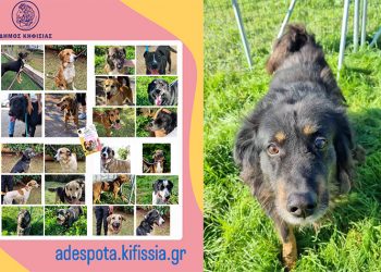 «»Αγκαλιάστε» ένα από τα αδέσποτα ζώα του Δήμου Κηφισιάς»