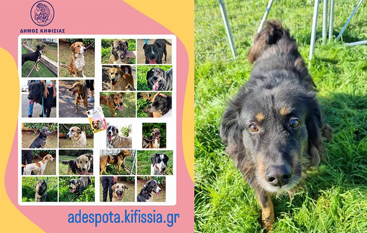 «»Αγκαλιάστε» ένα από τα αδέσποτα ζώα του Δήμου Κηφισιάς»