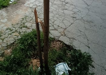 Αντιδράσεις για τις νέες καταστροφές δέντρων στο Κοντόπευκο