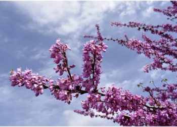 Οι πασχαλιές της Ανάστασης!