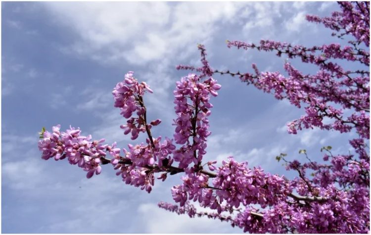 Οι πασχαλιές της Ανάστασης!