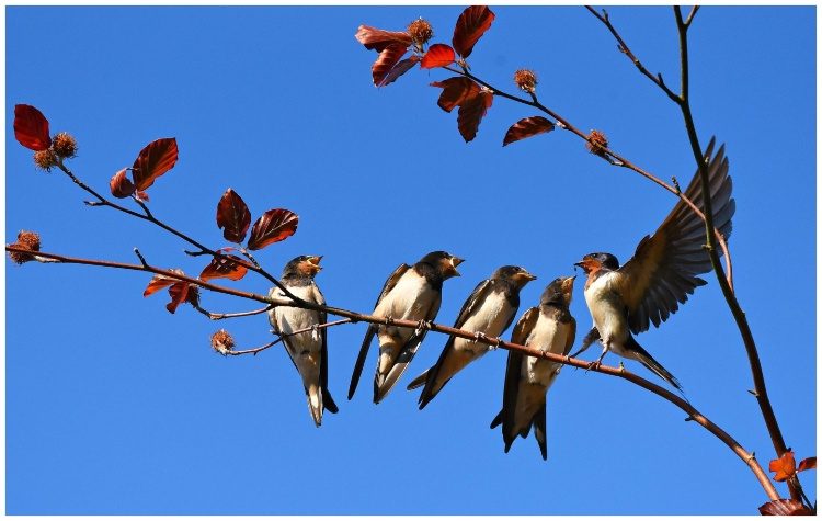 Πού πέταξαν τα χελιδόνια;