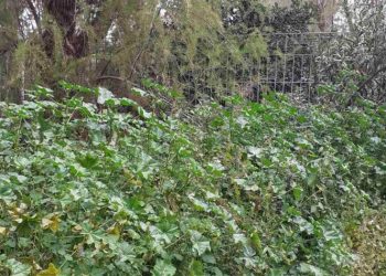 Δήμος Παπάγου – Χολαργού: Ώρα καθαρισμού ιδιωτικών οικοπέδων