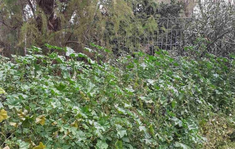 Δήμος Παπάγου – Χολαργού: Ώρα καθαρισμού ιδιωτικών οικοπέδων