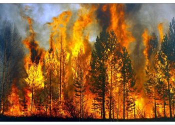 Εκδήλωση ευαισθητοποίησης για τις δασικές πυρκαγιές διοργανώνει η ΠΕΝΤΕΛΗ ΠΟΛΗ ΠΡΟΤΥΠΟ