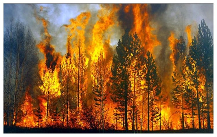 Εκδήλωση ευαισθητοποίησης για τις δασικές πυρκαγιές διοργανώνει η ΠΕΝΤΕΛΗ ΠΟΛΗ ΠΡΟΤΥΠΟ