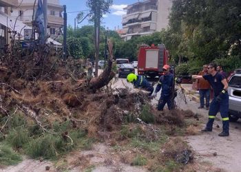 Άμεση η απομάκρυνση των κλαδιών από την πτώση πεύκου στη Ν. Τρυπιά στη Ν. Φιλαδέλφεια