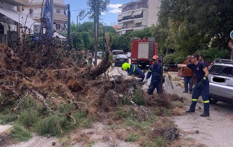 Άμεση η απομάκρυνση των κλαδιών από την πτώση πεύκου στη Ν. Τρυπιά στη Ν. Φιλαδέλφεια
