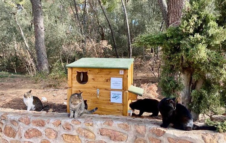 Συνεχίζεται η δωρεάν διανομή premium τροφής στους εθελοντές που ταΐζουν τις αδέσποτες γατούλες του Δήμου Φιλοθέης - Ψυχικού