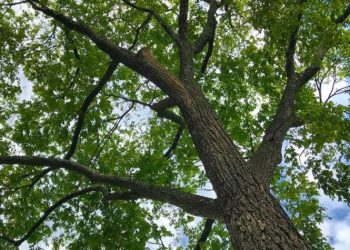 Ανακοίνωση με αφορμή αναρτήσεις για κοπές δέντρων στο Άλσος Εθνικής Τραπέζης