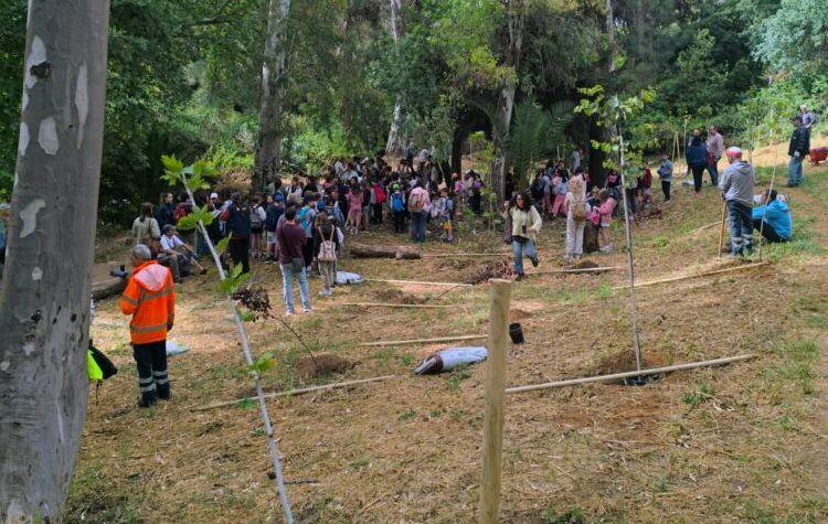 Δενδροφύτευση στη Ρεματιά με μαθητική… βοήθεια (Εικόνες)