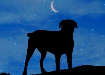 Δωρεάν αποτέφρωση ζώων συντροφιάς στο Δήμο Φιλοθέης - Ψυχικού