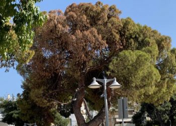 Δήμος Αγίας Παρασκευής: Κοπή μεγάλων πεύκων λόγω ξήρανσης