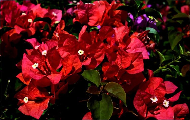 Διήγημα: Η κόκκινη µπουκαµβίλια