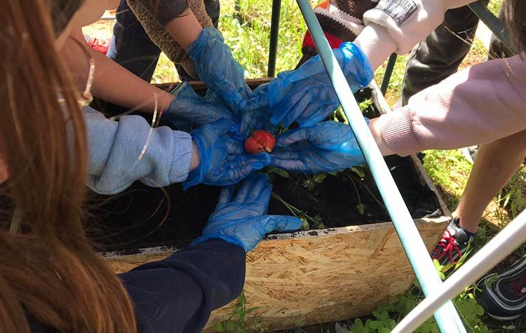 1ο Δημοτικό Διονύσου: Οι μαθητές φυτεύουν και καλλιεργούν τον λαχανόκηπο του THALLA