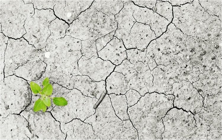 Χωρίς δάση = λειψυδρία