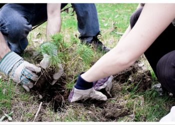 Δενδροφύτευση στο πάρκο Αγ. Δημητρίου στο Μαρούσι, Πέμπτη 12 Ιουνίου