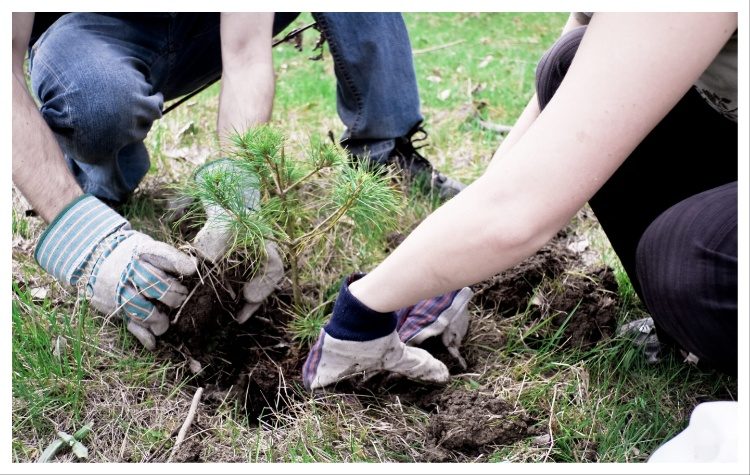 Δενδροφύτευση στο πάρκο Αγ. Δημητρίου στο Μαρούσι, Πέμπτη 12 Ιουνίου