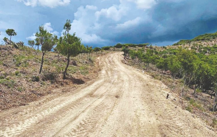 Δημιουργία αντιπυρικών ζωνών· φωνή βοώντος… από τους δασολόγους