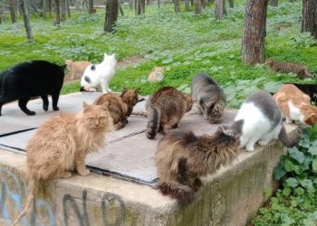 Δωρεάν διάθεση ζωοτροφών και νέες ταΐστρες - ποτίστρες για τις αδέσποτες γάτες