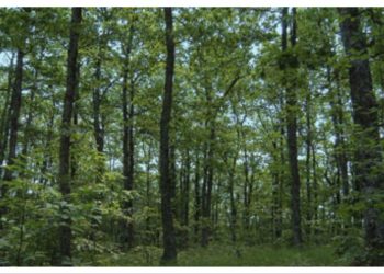 RE-GREEN Πεντέλη: Συζήτηση για την προστασία του δάσους στο Ανοικτό Θέατρο Μελισσίων