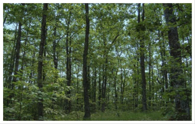 RE-GREEN Πεντέλη: Συζήτηση για την προστασία του δάσους στο Ανοικτό Θέατρο Μελισσίων