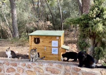 Υπηρεσία Διαχείρισης Αδέσποτων και Ζώων Συντροφιάς Φιλοθέης - Ψυχικού: Οδηγίες και συμβουλές για τη σίτιση