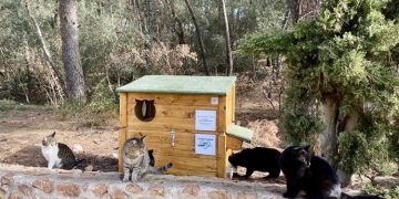 Υπηρεσία Διαχείρισης Αδέσποτων και Ζώων Συντροφιάς Φιλοθέης - Ψυχικού: Οδηγίες και συμβουλές για τη σίτιση