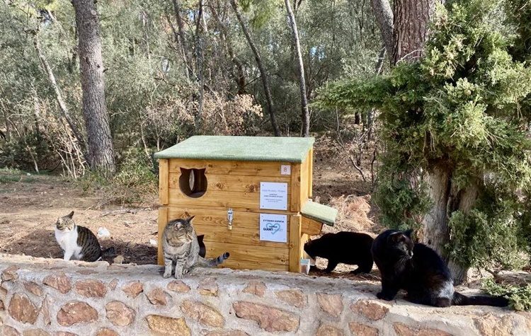 Υπηρεσία Διαχείρισης Αδέσποτων και Ζώων Συντροφιάς Φιλοθέης - Ψυχικού: Οδηγίες και συμβουλές για τη σίτιση