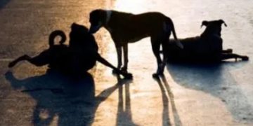 Ενημέρωση της Υπηρεσίας Αδέσποτων και Ζώων Συντροφιάς Δήμου Φιλοθέης - Ψυχικού