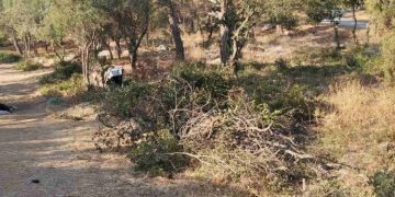 «8 Προτάσεις»: «Aποψιλώσεις σε ακραίες συνθήκες στον Υμηττό»