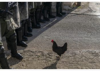 Η «Κότα» στο Φεστιβάλ Τορόντο (TIFF)