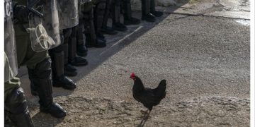 Η «Κότα» στο Φεστιβάλ Τορόντο (TIFF)