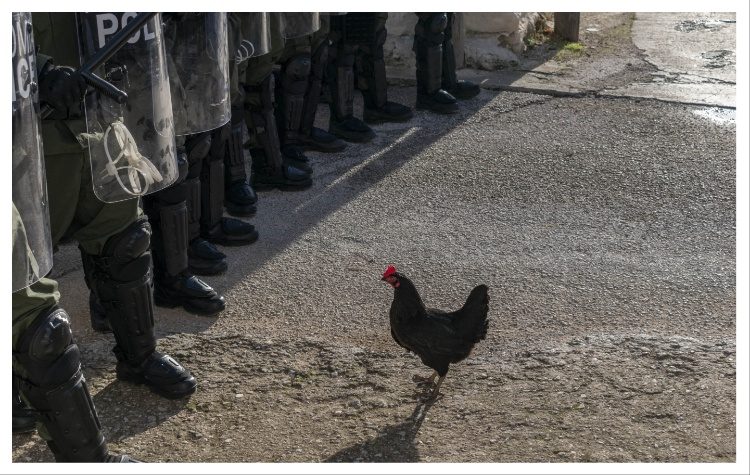 Η «Κότα» στο Φεστιβάλ Τορόντο (TIFF)
